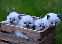 Ragdoll kittens